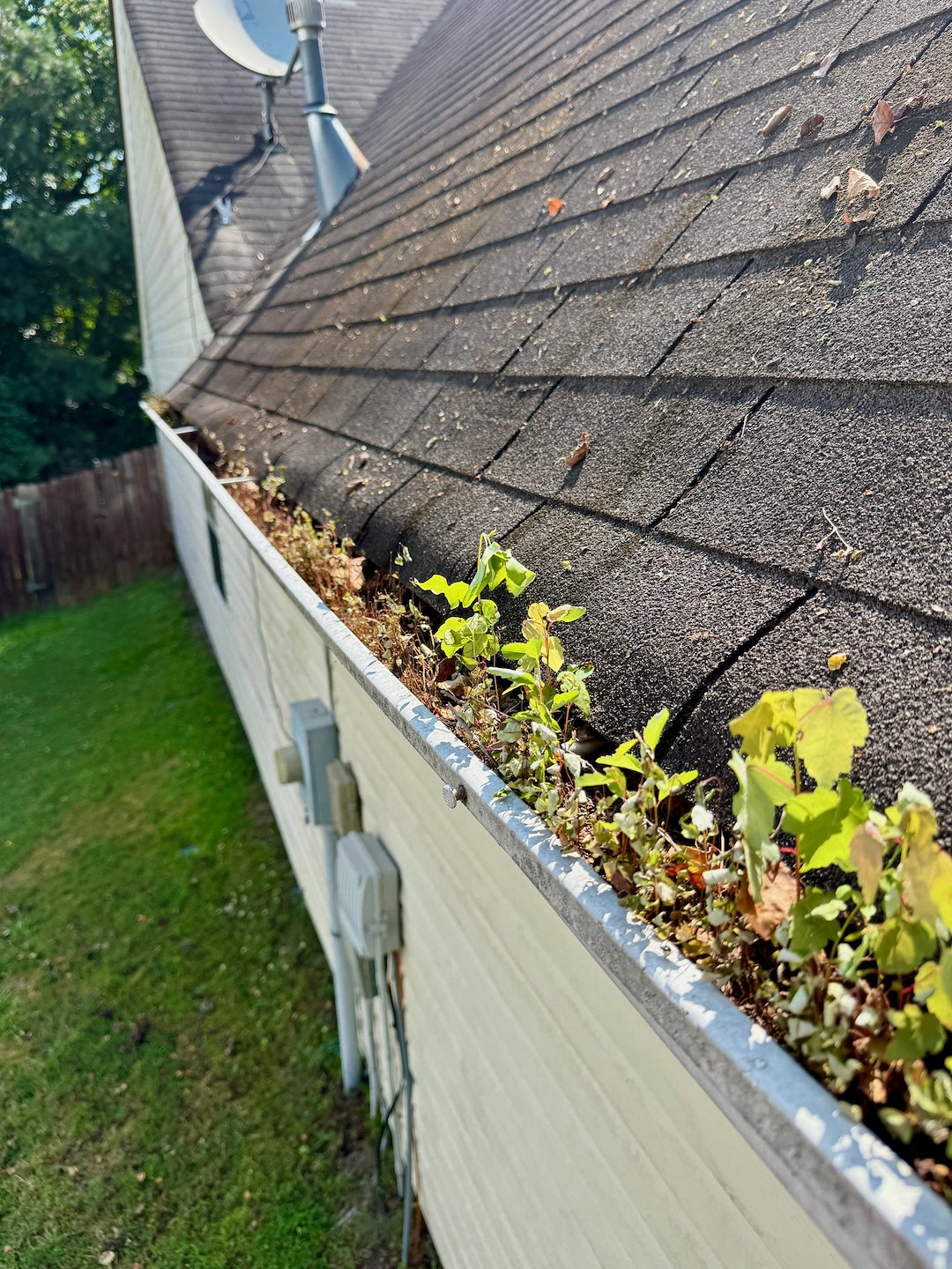 Gutter Cleaning in Dacula GA Uncovers Plant Growth in Neglected Gutters Thumbnail